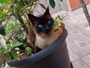 Gato raça Siamês idade 3 anos nome Paçoca