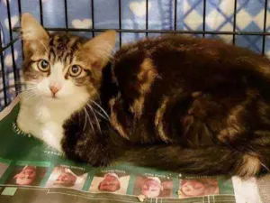 Gato raça Srd idade 2 a 6 meses nome Bernardo
