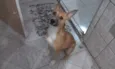 mel