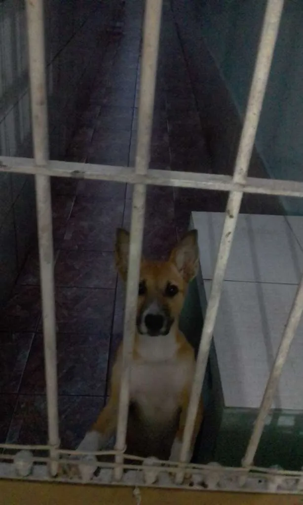 Cachorro ra a SRD-ViraLata idade 2 a 6 meses nome mel