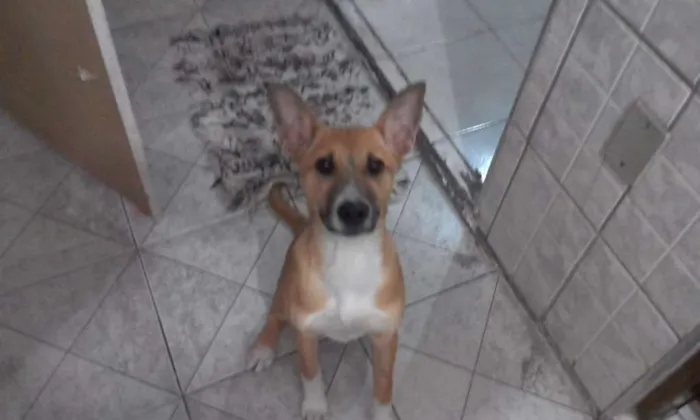 Cachorro ra a SRD-ViraLata idade 2 a 6 meses nome mel