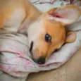 Biscoito