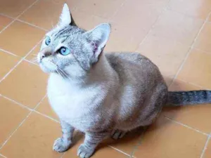 Gato raça Srd idade 3 anos nome Batata