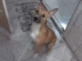 mel