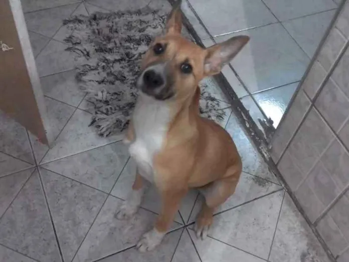 Cachorro ra a SRD-ViraLata idade 2 a 6 meses nome mel