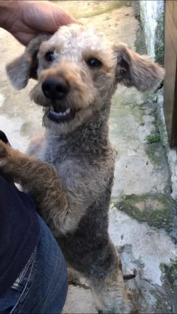 Cachorro ra a Srd idade 1 ano nome Binho