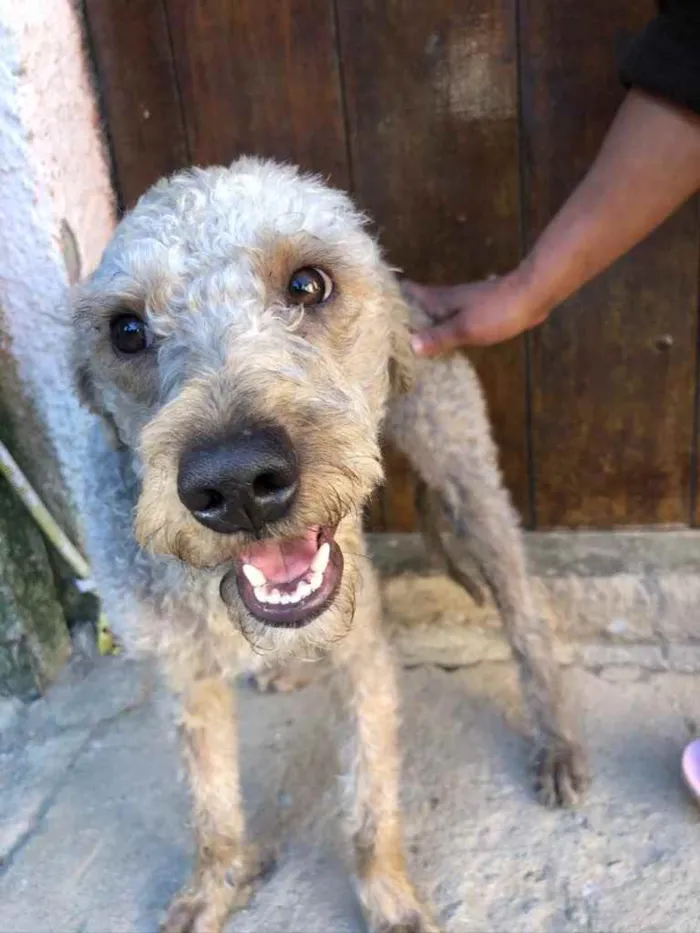 Cachorro ra a Srd idade 1 ano nome Binho