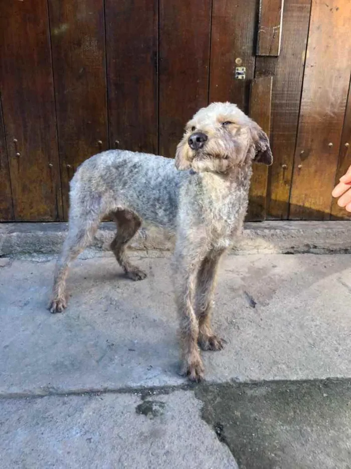 Cachorro ra a Srd idade 1 ano nome Binho