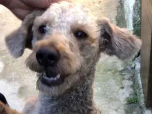Cachorro raça Srd idade 1 ano nome Binho