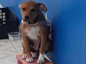 Cachorro raça Rsd idade 1 ano nome Faisca