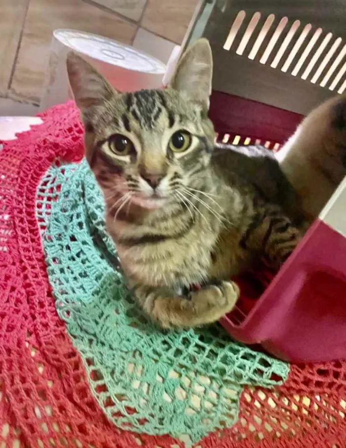 Gato ra a SRD idade 2 a 6 meses nome Léo 