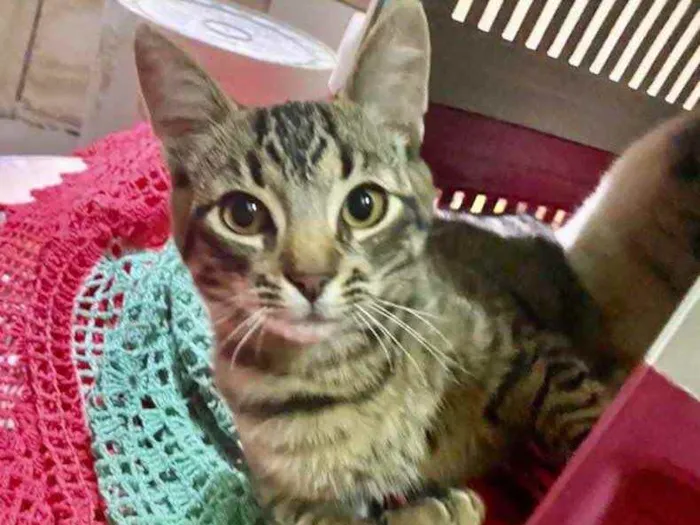 Gato ra a SRD idade 2 a 6 meses nome Léo 