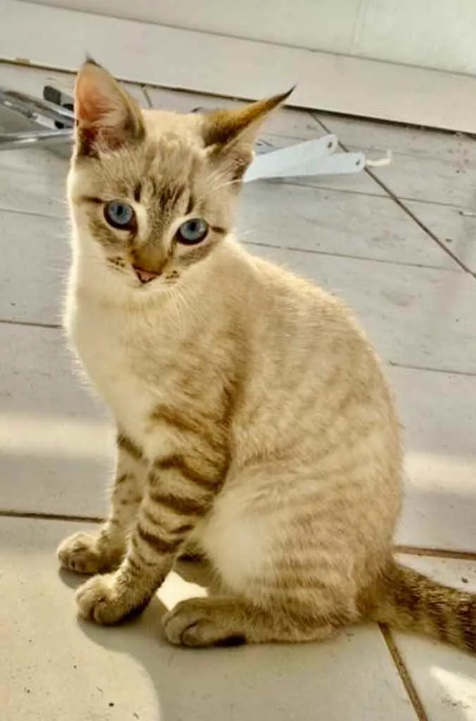 Gato ra a SRD idade 2 a 6 meses nome Natasha 