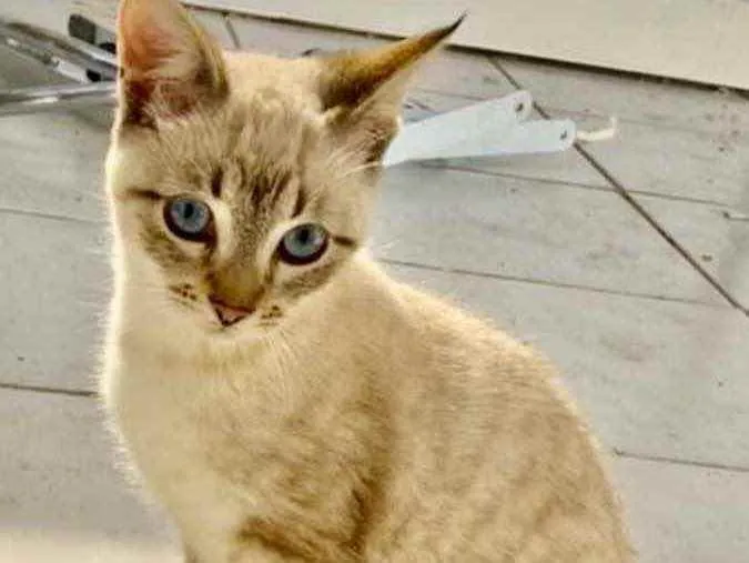 Gato ra a SRD idade 2 a 6 meses nome Natasha 