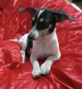 Kiko 