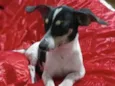 Kiko 