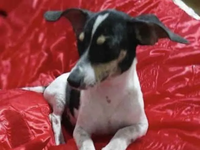 Cachorro ra a Mestiço  idade 1 ano nome Kiko 