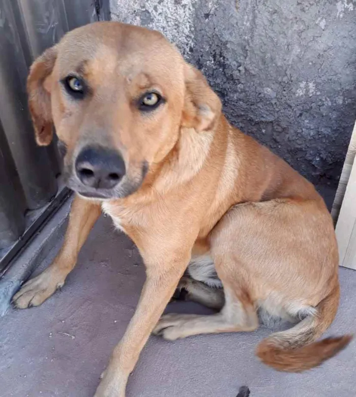 Cachorro ra a SRD idade 3 anos nome Duque 
