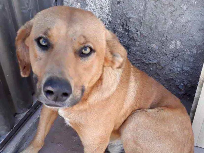 Cachorro ra a SRD idade 3 anos nome Duque 