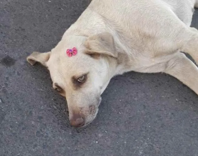 Cachorro ra a SRD idade 3 anos nome Mel 
