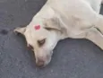 Mel 
