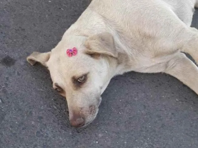 Cachorro ra a SRD idade 3 anos nome Mel 