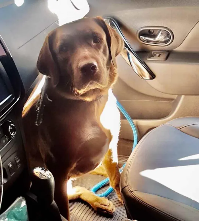 Cachorro ra a Mestiça de labrador  idade 3 anos nome Cacau 