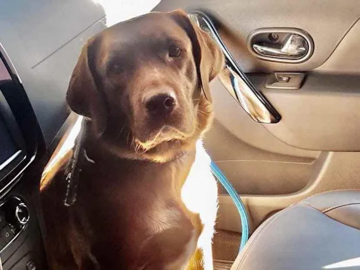 Cachorro ra a Mestiça de labrador  idade 3 anos nome Cacau 