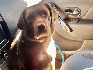 Cachorro raça Mestiça de labrador  idade 3 anos nome Cacau 