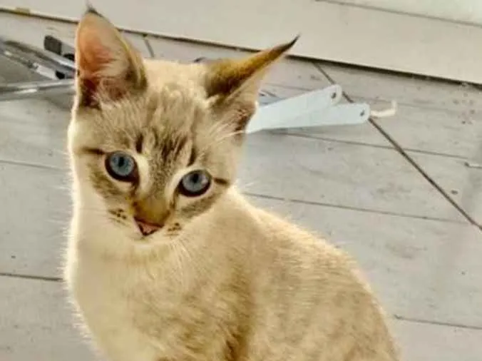 Gato ra a SRD idade 2 a 6 meses nome Natasha 