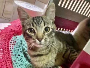 Gato raça SRD idade 2 a 6 meses nome Léo 