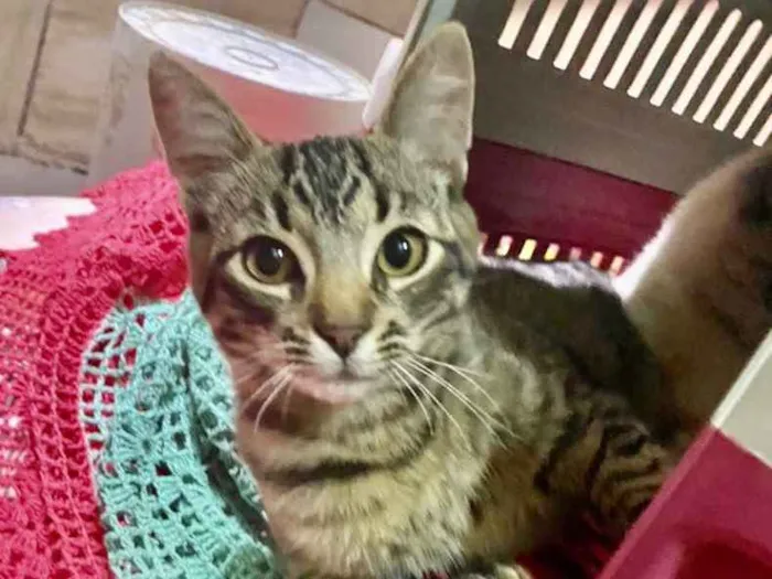 Gato ra a SRD idade 2 a 6 meses nome Léo 