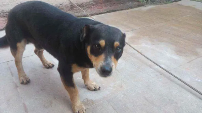 Cachorro ra a Salsicha  idade 7 a 11 meses nome Salgadinho