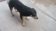 Salgadinho