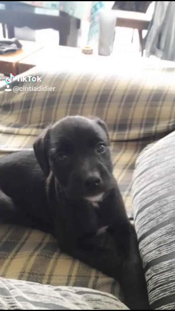 Cachorro raça Pittbull com vira lata idade 2 a 6 meses nome Sem nome, é filhote