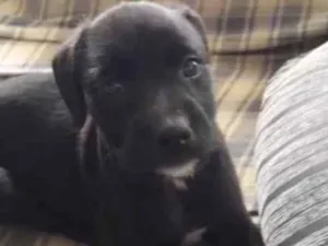 Cachorro raça Pittbull com vira lata idade 2 a 6 meses nome Sem nome, é filhote