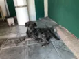 Poodle preto