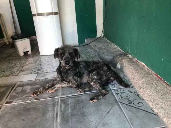 Cachorro ra a Poodle preto idade  nome Poodle preto
