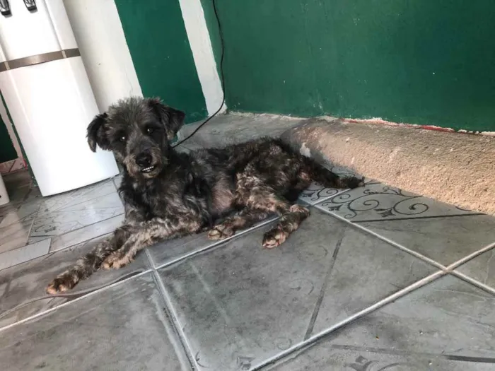 Cachorro ra a Poodle preto idade  nome Poodle preto