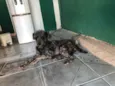 Poodle preto