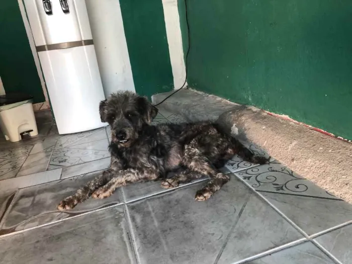 Cachorro ra a Poodle preto idade  nome Poodle preto