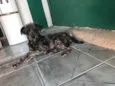 Poodle preto