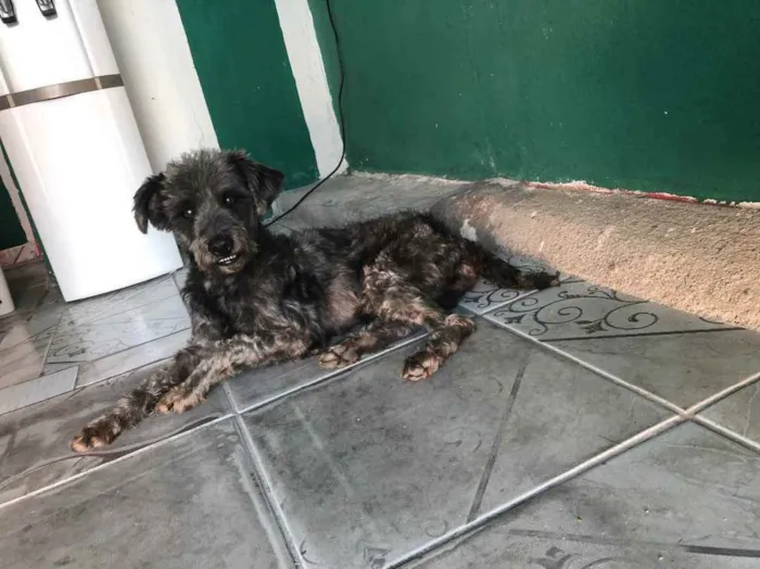 Cachorro ra a Poodle preto idade  nome Poodle preto