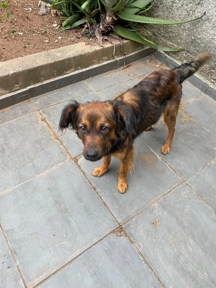 Cachorro raça SRD idade 2 anos nome Tuti