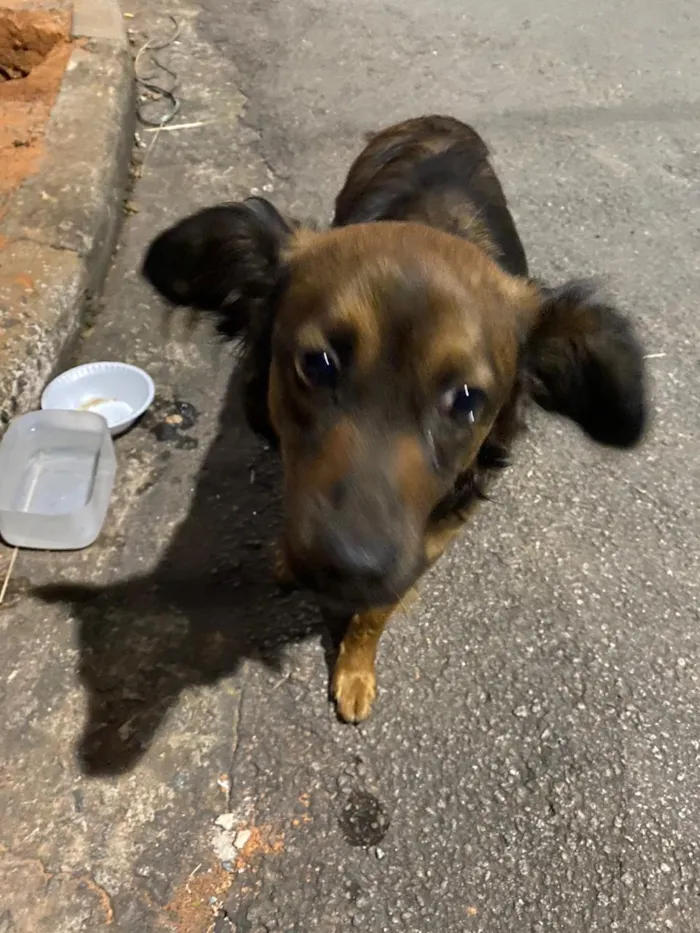 Cachorro raça SRD idade 2 anos nome Tuti