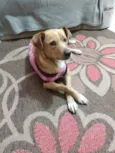 Maya