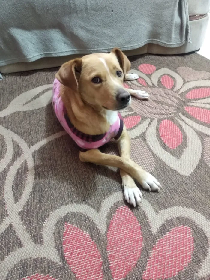 Cachorro raça SRD idade 2 anos nome Maya
