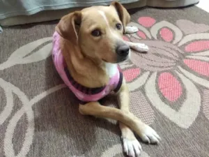 Cachorro raça SRD idade 2 anos nome Maya