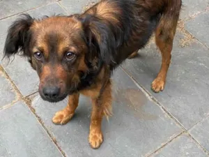 Cachorro raça SRD idade 2 anos nome Tuti