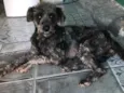 Poodle preto